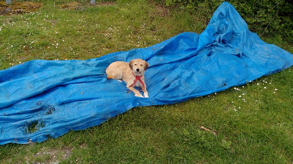 Yellow dog with red bow sitting on a ripped blue tarp